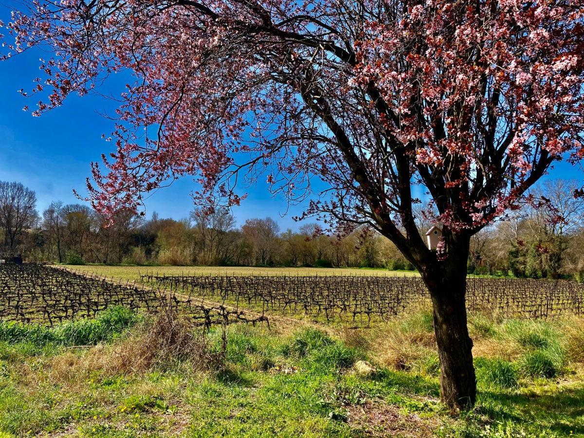 Lodging Au Milieu Des Vignes & Des Etoiles Saint-Jean-de-Fos Exterior foto